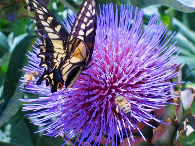 Butterfly and Bee